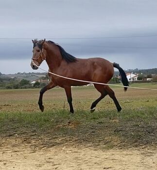Amazing Lusitano 3 years old very barroco, Emanuel , Horses For Sale, Cartaxo, Santarém 