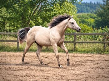 Traumhafter Paint Horse Hengst in Buckskin mit bester Reining-Abstammung