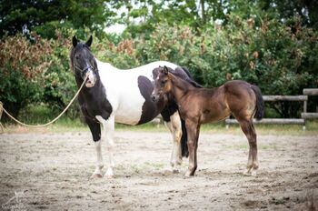 Traumhafte coole Paint Horse Quarter Stute APHA 2025 Quarter Black
