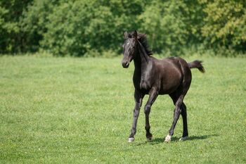 Traumhafte coole Paint Horse Quarter Stute APHA 2025 Quarter Black