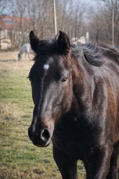 Traumhafte coole Paint Horse Quarter Stute APHA 2025 Quarter Black