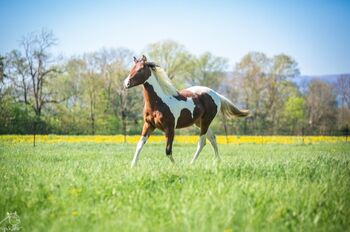 Traumhafte coole Paint Horse Stute APHA 2024