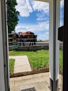 Traumhaftes Haus mit Pferdehaltung, Reitplatz & Einliegerwohnung, Wilms, Equestrian Properties, Schwalmtal