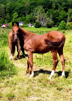 Tolle Jährlingsstute, Dressurpferdezucht Göpfert , Horses For Sale, Krayenberggemeinde 