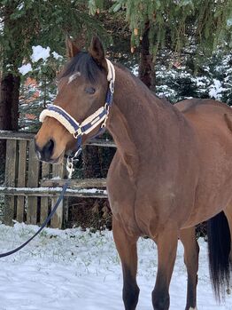 Tolle Stute, Maria , Horses For Sale, Barsinghausen