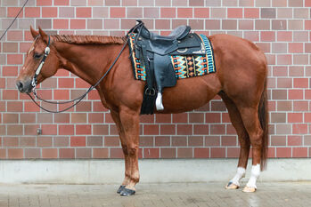 traumhafte Quarter Horse Stute für den Allroundbereich, Kerstin Rehbehn (Pferdemarketing Ost), Konie na sprzedaż, Nienburg