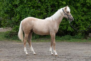 Traumhafte Quarter Horse Palomino Stute mit Top-Abstammung, Kerstin Rehbehn (Pferdemarketing Ost), Konie na sprzedaż, Nienburg
