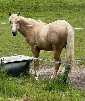 Traumhafte Quarter Horse Palomino Stute mit Top-Abstammung