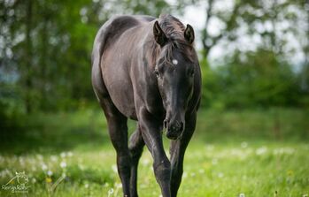 Traumhafte coole Paint Horse Quarter Stute APHA 2025 Quarter Black, Rainer, Konie na sprzedaż, Wernigerode