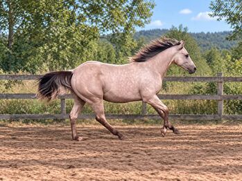 Traumhafter Paint Horse Hengst in Buckskin mit bester Reining-Abstammung, Kerstin Rehbehn (Pferdemarketing Ost), Konie na sprzedaż, Nienburg
