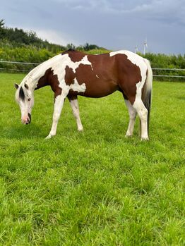 Traumhafter Paint Horse Wallach mit ganz liebem Charakter, Kerstin Rehbehn (Pferdemarketing Ost), Konie na sprzedaż, Nienburg