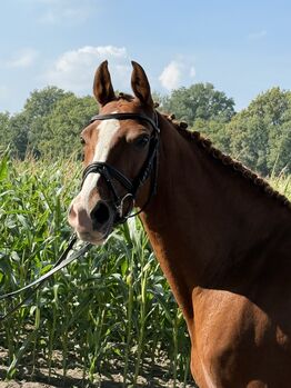 Schicke Reitponystute Staatsprämienstute, Nadine Gilhaus , Konie na sprzedaż, Schermbeck 