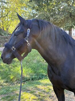 Faruk VI - PRE, Wallach, 11 Jahre, Dunkelbraun