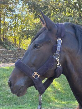 Faruk VI - PRE, Wallach, 11 Jahre, Dunkelbraun, WOW Pferd  (WOW Pferd), Pferd kaufen, Bayern - Attenkirchen