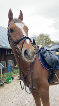 Favo sucht ein neues Zuhause