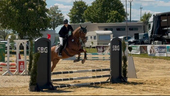 Favo sucht ein neues Zuhause, Lioba Schütte , Horses For Sale, Oberkirchen
