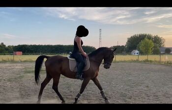 Favory Lipizzaner, Kristóf Nyerges, Horses For Sale, Kapuvár