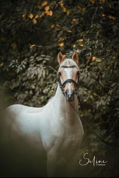 FEI Sportpony, Bettina, Horses For Sale, Schweiz