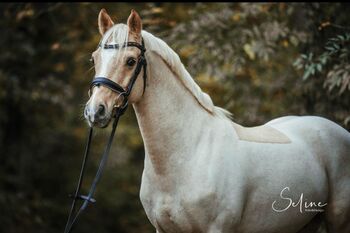 FEI Sportpony