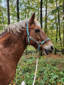 Feine Stute, NT, Pferd kaufen, Hessisch Oldendorf