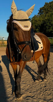 Felix Bühler Dressur Full Schabracke beige Fliegenhaube Creme, Felix Bühler, M.M., Dressage Pads, Burghausen