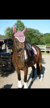 Felix bühler Set, Felix Bühler  Coin, Lulu, Dressage Pads, Ringsheim