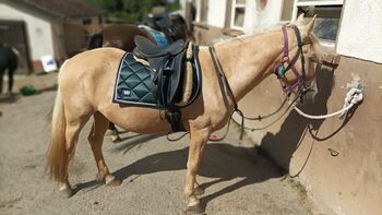 Felix Bühler Springschabracke Swiss Design, Felix Bühler  Swiss Design , Breslawski , Schabracken, Windeck