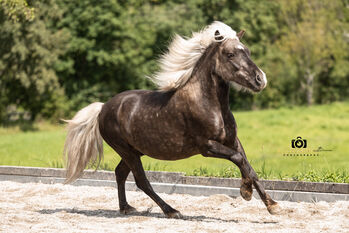 Felix - Ponymix, Wallach, 7 Jahre, Windfarben