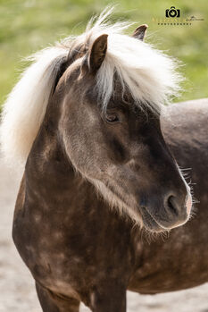 Felix - Ponymix, Wallach, 7 Jahre, Windfarben