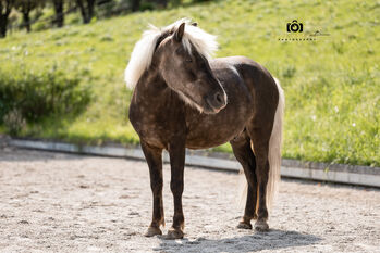 Felix - Ponymix, Wallach, 7 Jahre, Windfarben, WOW Pferd  (WOW Pferd), Pferd kaufen, Bayern - Attenkirchen