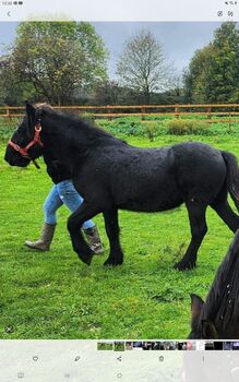 Fell pony gelding, Sophia cooper, Horses For Sale, Southampton