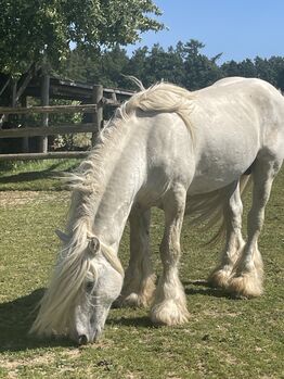 Fellponyhengst