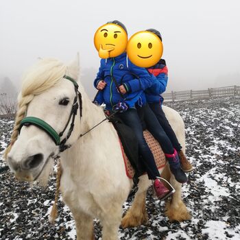 Fellponyhengst
