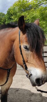 FENGUR anatomisches Kopfstück Gilja, FENGUR Gilja, Lisa, Bridles & Headstalls, Wittenberge