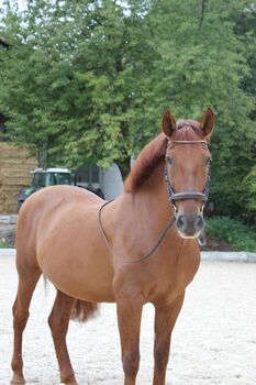 Feuerfarbener PRE sucht neues Zuhause, Ilena Fleischl, Pferd kaufen, Böheimkirchen 