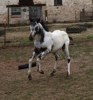 Few Spot Appaloosa Hengstfohlen, Bernd Krämer, Horses For Sale, Pappenheim 