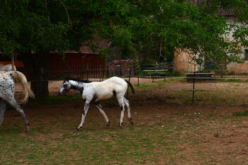Few Spot Appaloosa Hengstfohlen