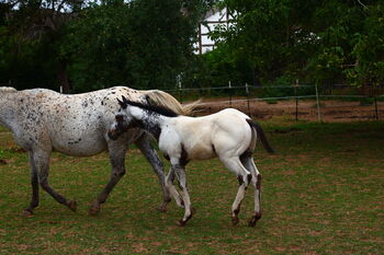 Few Spot Appaloosa Hengstfohlen