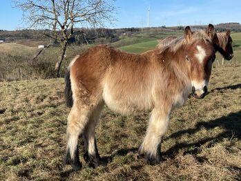 Figaro, lieber, verschmuster Ardennerhengst
