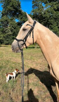 Feine 6 jährige palomino Stute zu verkaufen, Lisa kretschmann , Horses For Sale, Darmstadt