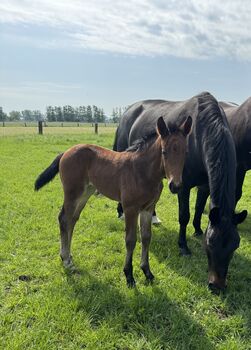 Stutfohlen Schweres Warmblut