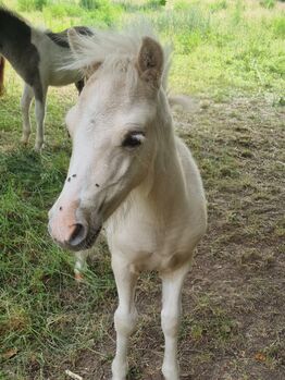 Stutfohlen Shetty  Partbred in Sonderfarben