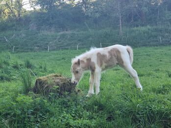 Stutfohlen Shetty  Partbred in Sonderfarben