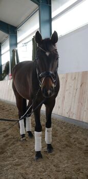 Feines Freizeitpferd / Dressurpferd, A., Horses For Sale, Schweitenkirchen