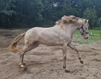 schicker gekörter PRE Perlino Hengst mit Perl Gen