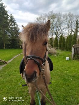 Schicker Islandwallach, Falbe, Daniela Eikermann , Horses For Sale, Elmshorn