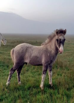 Schickes Hengstfohlen mit viel Tölt, Islandpferde-aus-Island, Horses For Sale, Südisland