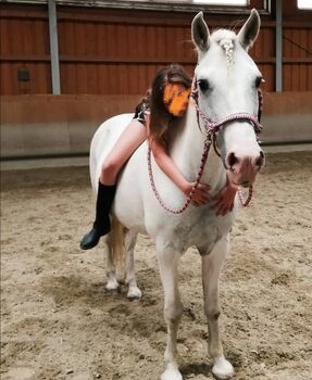 Endmaßpony, geb. 2006, 145cm, Birgit, Horses For Sale, Wien