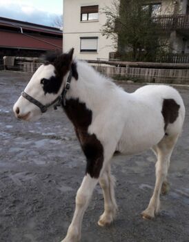 Findus sucht sein 5⭐🏡, Claudia Deflorian , Horses For Sale, Lustenau 