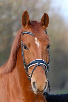 Feine Stute mit guten GGA, Yvonne, Horses For Sale, Reinstorf